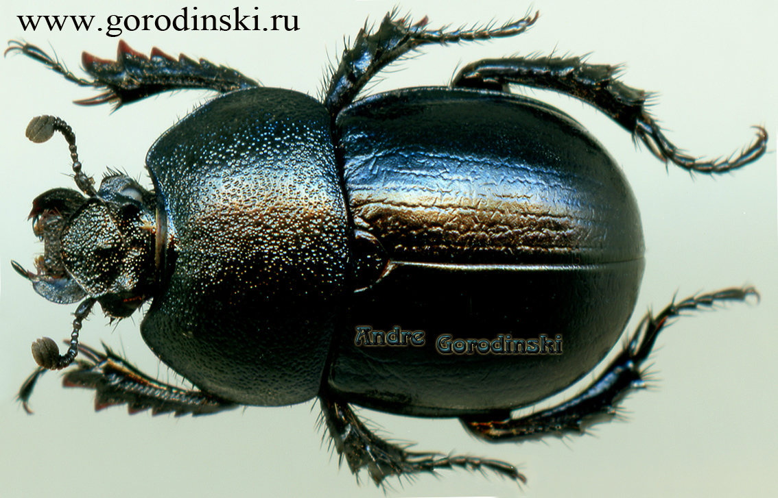 http://www.gorodinski.ru/geotrupes/Odontotrypes davidiani.jpg